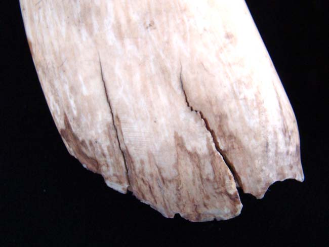 Possibly the Largest and Finest Pair of Antique Whale's Teeth on the market today !! — image 7